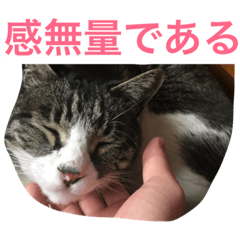 [LINEスタンプ] 福さん 〜日常編〜