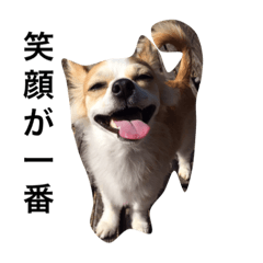 [LINEスタンプ] チワワのぴめちゃん