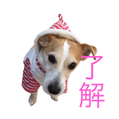 [LINEスタンプ] ジャックラッセルのマッシュさん