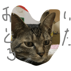 [LINEスタンプ] 愉快な猫ちゃんず