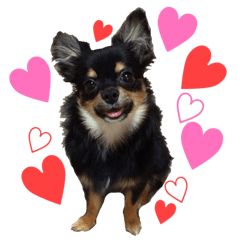 [LINEスタンプ] チワラニアン★もこ