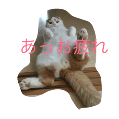[LINEスタンプ] かつどんの日常1