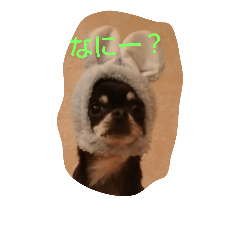 [LINEスタンプ] ニコの日常用語