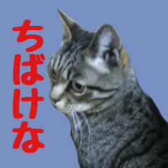 [LINEスタンプ] 猫のはるあき(岡山弁)の画像（メイン）