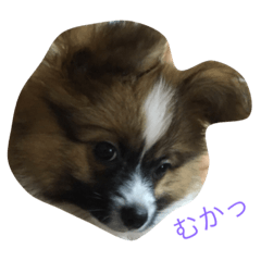 [LINEスタンプ] パピヨンの七変化