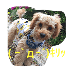 [LINEスタンプ] トイプーのひな