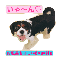 [LINEスタンプ] This is キャバリア君
