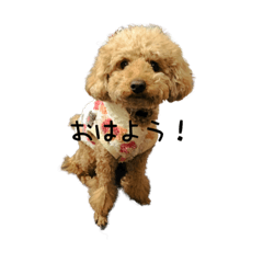 [LINEスタンプ] トイプードルのももちゃん