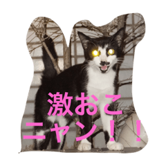 [LINEスタンプ] ねこやまさんと仲間たち