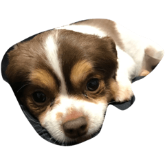 [LINEスタンプ] らんまるくん