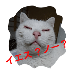 [LINEスタンプ] しらこいるよ〜
