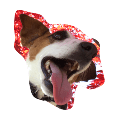 [LINEスタンプ] ニア ジャックラッセルテリア