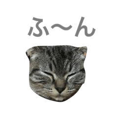 [LINEスタンプ] しゃるる