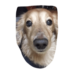 [LINEスタンプ] 愛犬 ジュニ