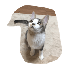 [LINEスタンプ] 猫の睡眠