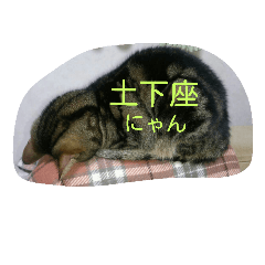 [LINEスタンプ] 猫の呟き