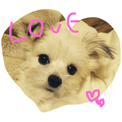 [LINEスタンプ] マルと虎。