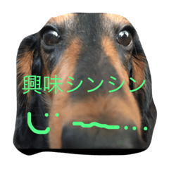 [LINEスタンプ] うちのろろ