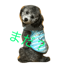 [LINEスタンプ] ぷーどる日和