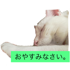 [LINEスタンプ] まろしゅけ まろまろです。オス。