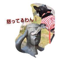 [LINEスタンプ] ニコの日常用語2