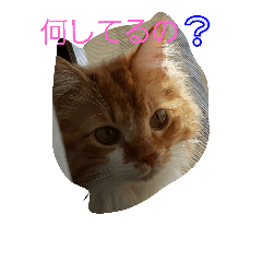 [LINEスタンプ] ちくわ(猫)
