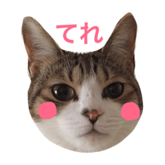 [LINEスタンプ] 猫りり顔スタンプ