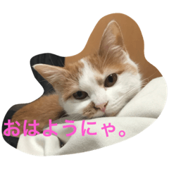 [LINEスタンプ] みたらしにゃ。