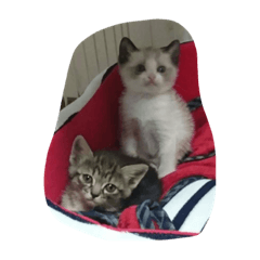 [LINEスタンプ] 猫