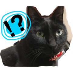 [LINEスタンプ] 黒猫のシグマ