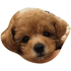 [LINEスタンプ] POPOchan.