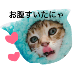 [LINEスタンプ] 愉快なにゃんこぷー＆てぃむ