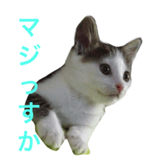 [LINEスタンプ] フネさんスタンプ