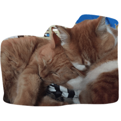 [LINEスタンプ] 猫ちゃん♡