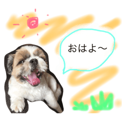 [LINEスタンプ] シーズー犬 のんちゃま スタンプの画像（メイン）