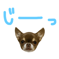 [LINEスタンプ] チョコタンスムースチワワのチョビとチャイ