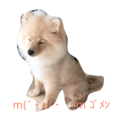 [LINEスタンプ] 可愛いわが家のポメラニアン