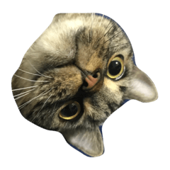 [LINEスタンプ] ねこのはるさん