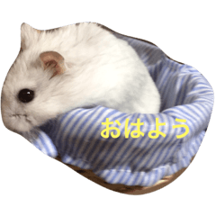 [LINEスタンプ] ハムスター パールホワイト