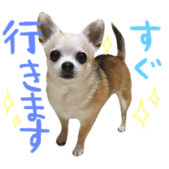 [LINEスタンプ] チワワと猫