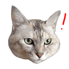 [LINEスタンプ] ねこうらら2