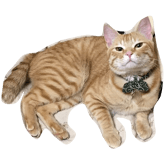 [LINEスタンプ] 猫のむーさん