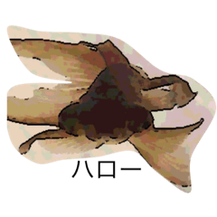 [LINEスタンプ] くろっぺペーター