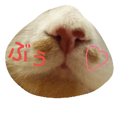 [LINEスタンプ] にゃーんっ