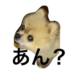 [LINEスタンプ] ぽこりん