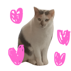 [LINEスタンプ] おしゃべり にゃめこ
