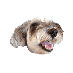 [LINEスタンプ] 三姉妹犬2