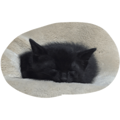 [LINEスタンプ] うちのネコさん