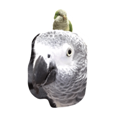 [LINEスタンプ] 我が家の愉快なインコたち