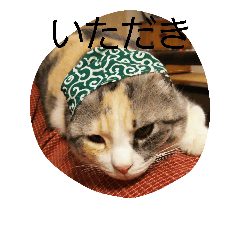 [LINEスタンプ] 猫のどびにゃん
